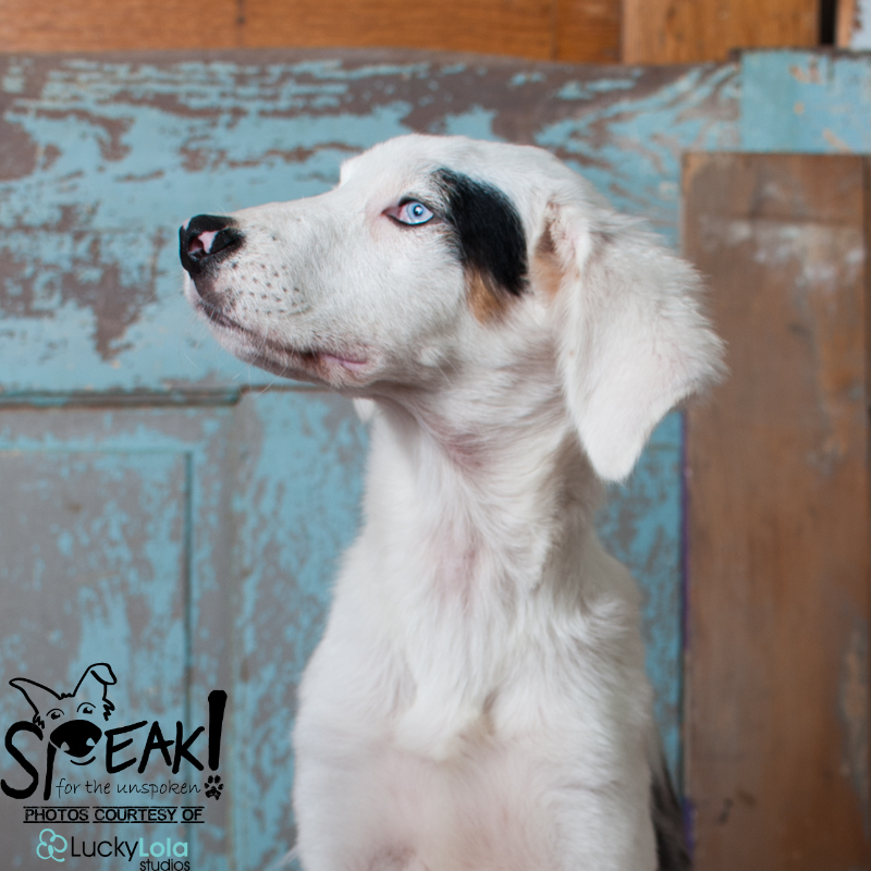 Analie is a sweet and sassy 6 month old Aussie puppy that is looking for a home of her own! She is deaf and visually impaired but it doesn't slow her down one bit! Are you looking for an amazing addition to your family? Analie is probably it! She is crate trained, almost completely house trained, gets along with dogs and cats and LOVES EVERYONE. She is being fostered in Columbus Ohio and she wants to meet you!